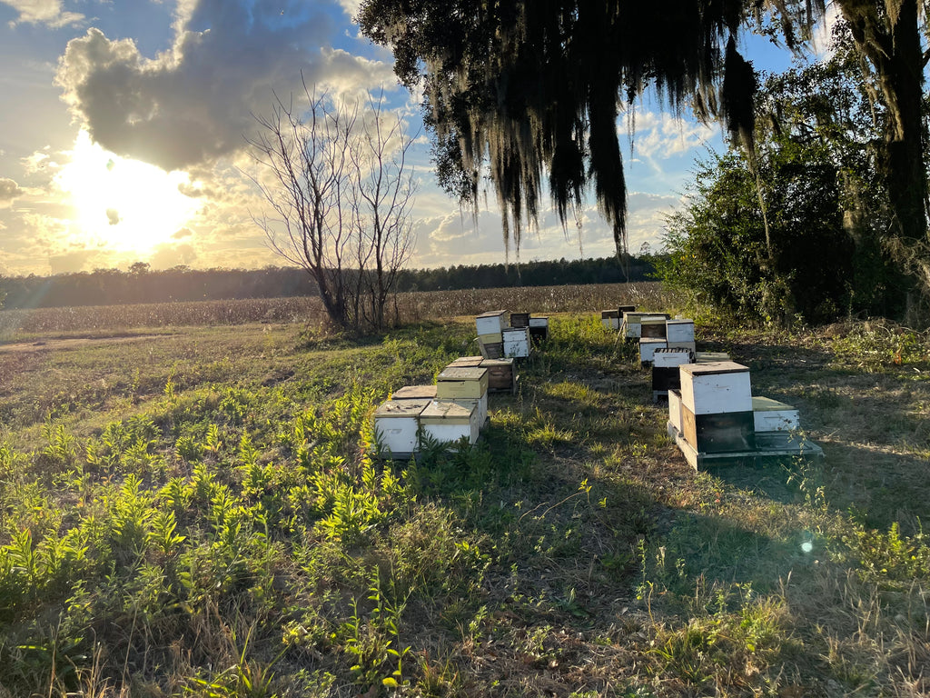 December in the hive