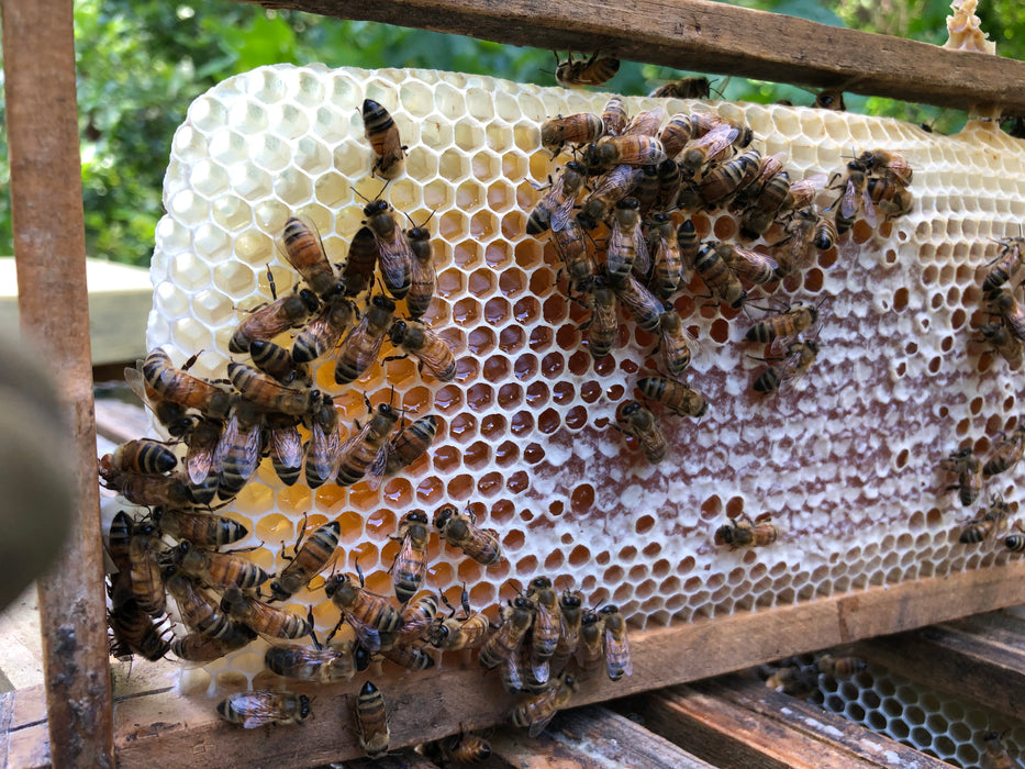 Full Frame of Comb Honey